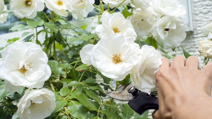 【 バラのお手入れ講座 】併設のバラ園で季節に合わせたバラのお手入れ方法をレクチャー